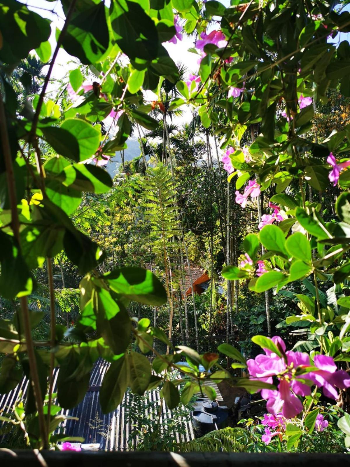 Cozy Homestay Waterfall Road Ella Exterior foto
